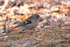 Fringilla coelebs