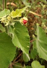 Callianthe pauciflora