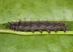 Anartia fatima