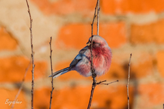 Carpodacus sibiricus