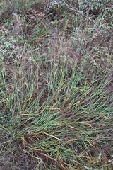 Digitaria cognata