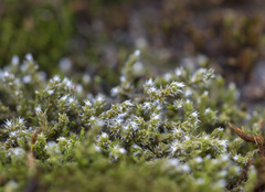 Racomitrium microcarpon