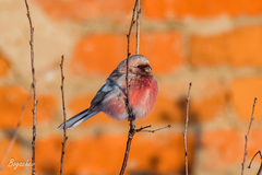 Carpodacus sibiricus