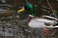 Anas platyrhynchos