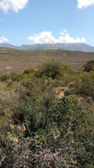 Asparagus mucronatus