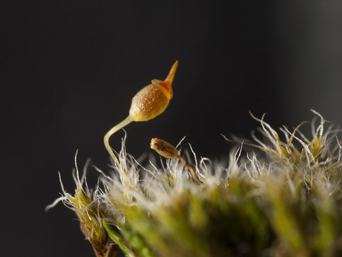 Grimmia muehlenbeckii