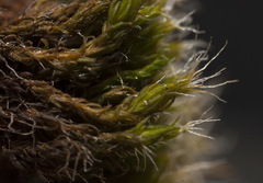 Grimmia muehlenbeckii