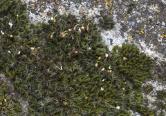 Grimmia muehlenbeckii