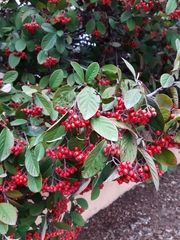 Cotoneaster