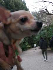 Canis familiaris