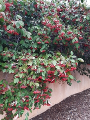 Cotoneaster