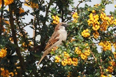 Passer domesticus