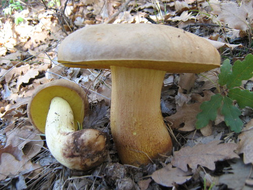 Iodine Bolete