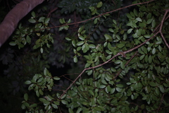 Correlophus sarasinorum