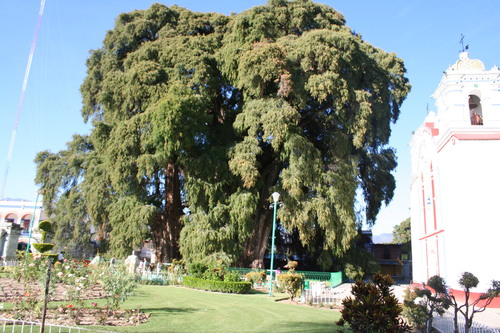 Montezuma cypress