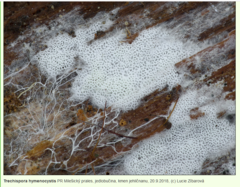 Trechispora hymenocystis