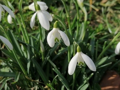 Galanthus nivalis