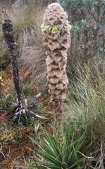 Puya trianae