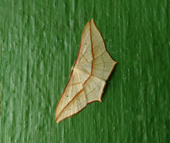 Timandra correspondens