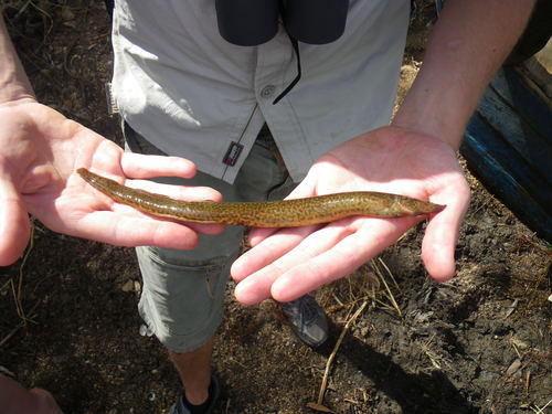 Malawi spinyeel (Mastacembelus shiranus) — Mastacembelidae — 2