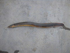 Mastacembelus shiranus