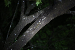 Correlophus sarasinorum