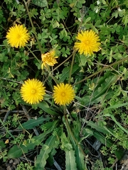 Reichardia