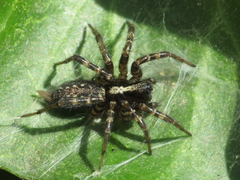 Textrix denticulata
