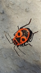 Pyrrhocoris apterus