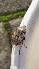 Rhaphigaster nebulosa