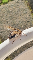 Rhaphigaster nebulosa
