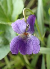 Viola odorata