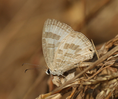 Jamides celeno celeno