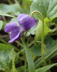 Viola odorata