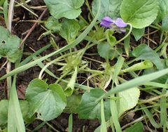 Viola odorata