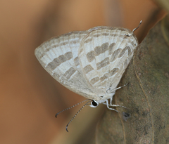 Jamides celeno celeno