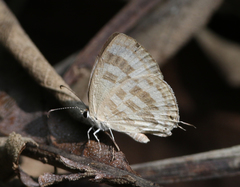 Jamides celeno celeno