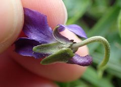 Viola odorata