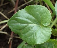 Viola odorata