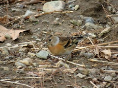 Fringilla montifringilla