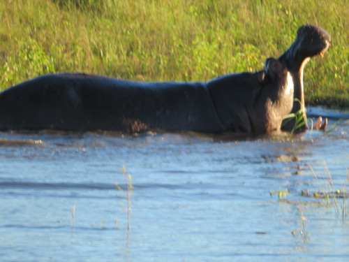 Common Hippopotamus