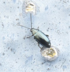 Phyllotreta nigripes