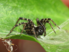 Textrix denticulata