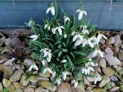 Galanthus nivalis