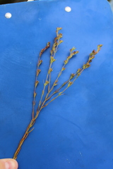 Hypericum drummondii