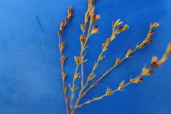 Hypericum drummondii