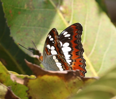 Moduza procris undifragus