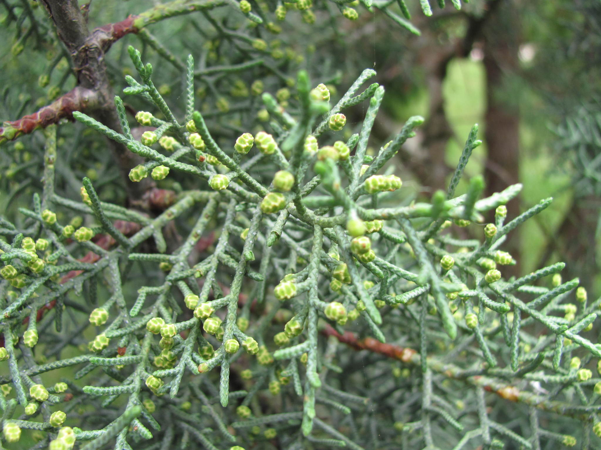 Cupressus cashmeriana