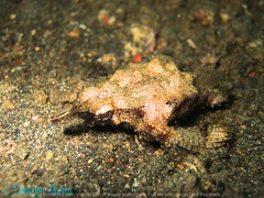 Eurypegasus draconis