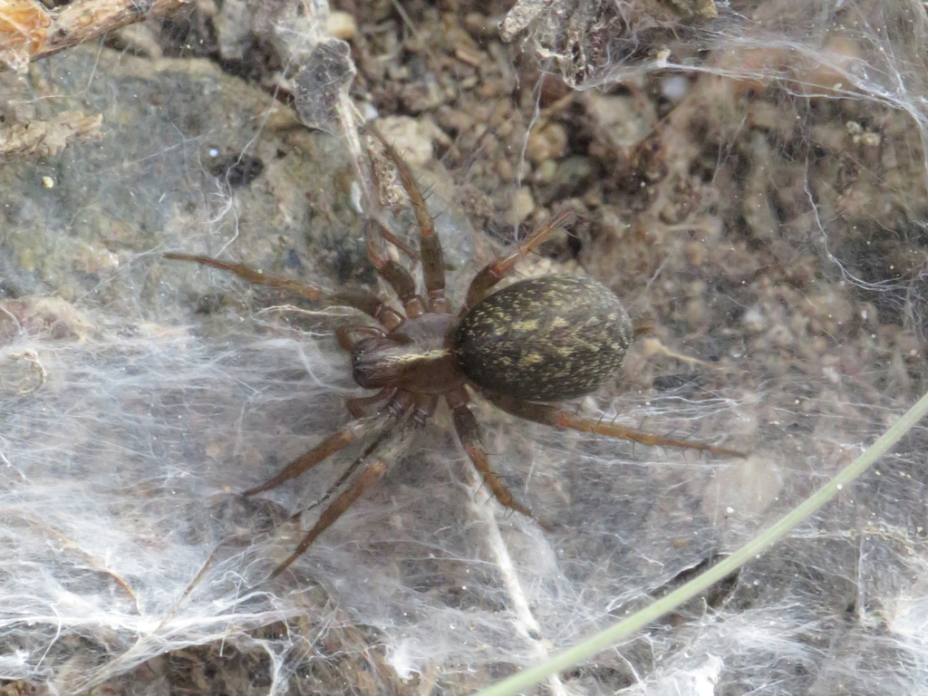 Lycosoides coarctata, photo 1 of 7